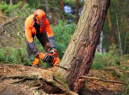 Best Utility Line Clearance  in Gap, PA